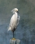 Picture of SNOW EGRET