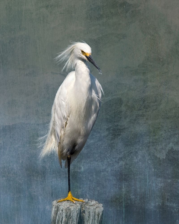 Picture of SNOW EGRET
