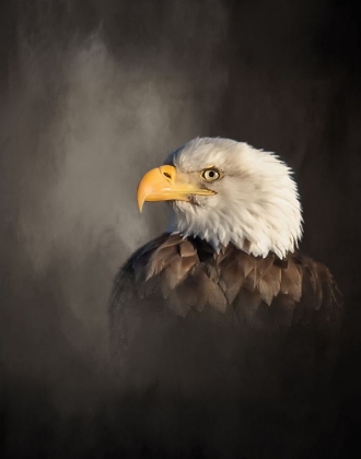 Picture of BALD EAGLE