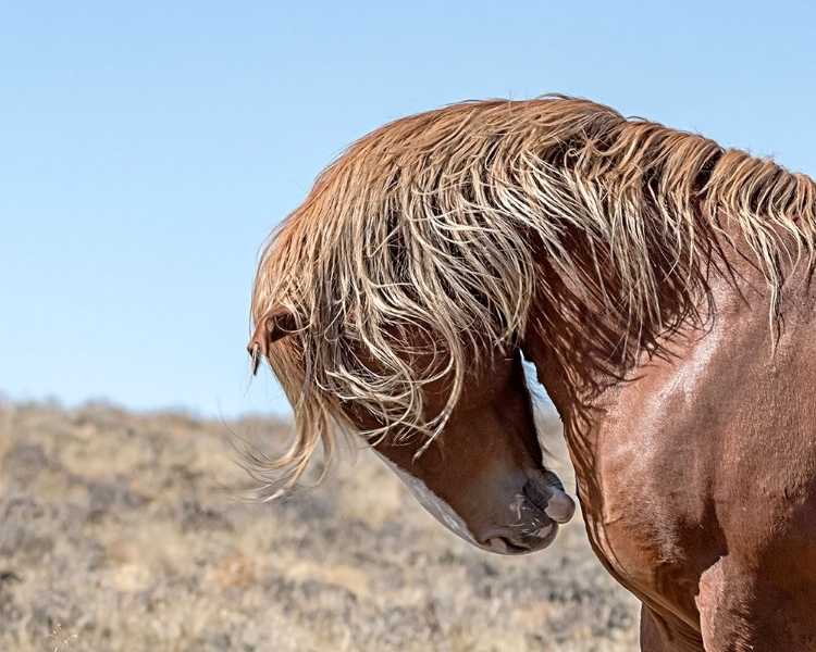 Picture of MARSHALL - WILD STALLION