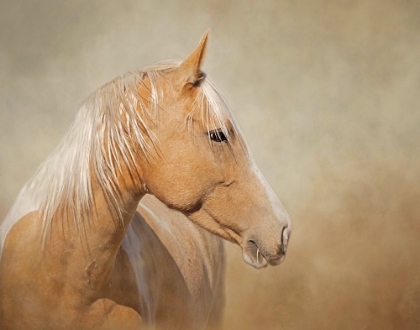 Picture of SILK - MUSTANG MARE