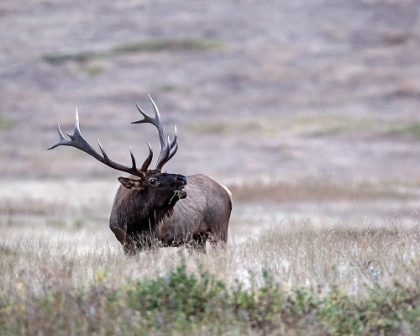 Picture of BULL ELK IN MONTANA