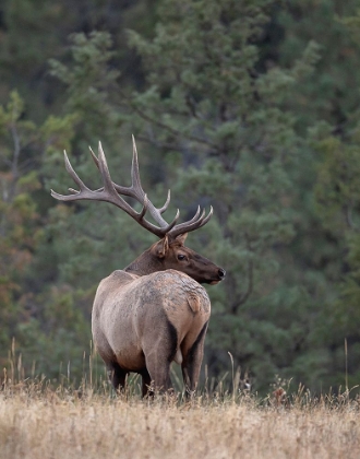 Picture of BULL ELK IN MONTANA II