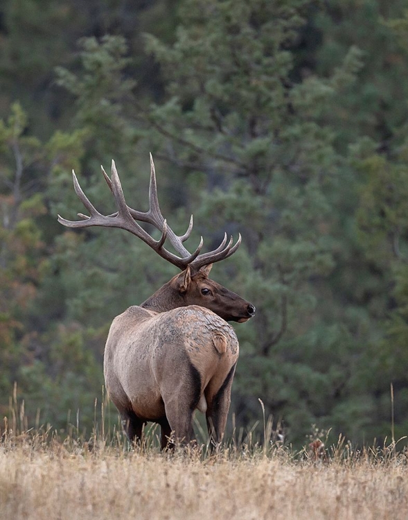 Picture of BULL ELK IN MONTANA II