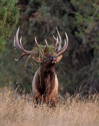 Picture of BULL ELK IN MONTANA III