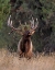 Picture of BULL ELK IN MONTANA III