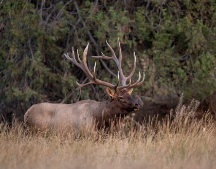 Picture of BULL ELK IN MONTANA IV