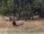 Picture of BULL ELK IN MONTANA V