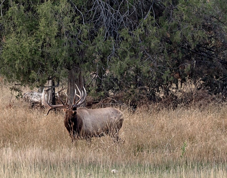 Picture of BULL ELK IN MONTANA V