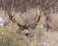 Picture of MULE DEER BUCK