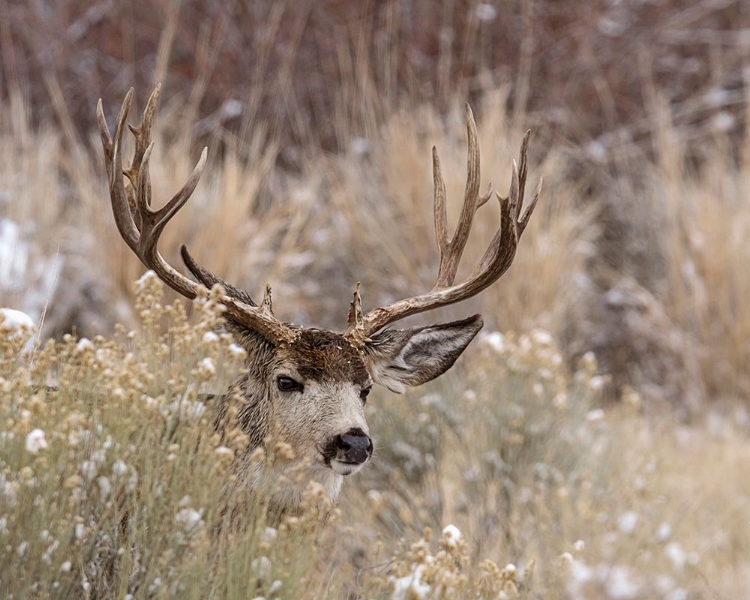 Picture of MULE DEER BUCK