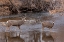 Picture of MULE DEER BUCK AND DOE