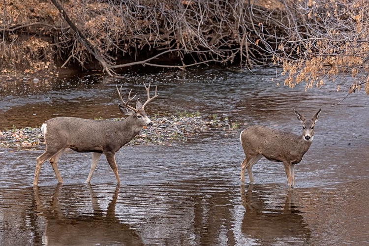 Picture of MULE DEER BUCK AND DOE