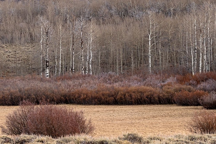 Picture of STEENS MOUNTAIN MEADOW