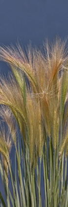 Picture of CHEAT - GRASS