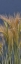Picture of CHEAT - GRASS