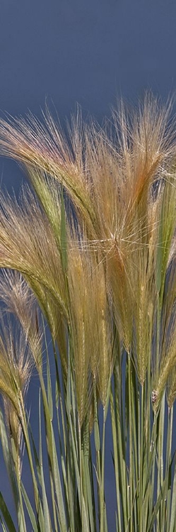 Picture of CHEAT - GRASS