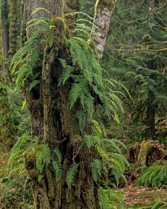 Picture of FERNS - KEY PENINSULA