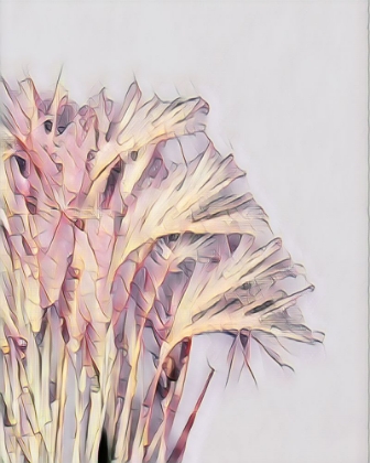 Picture of PINK GRASS