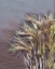 Picture of GEMSTONE GRASS