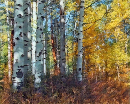 Picture of AUTUMN ASPENS