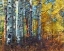 Picture of AUTUMN ASPENS