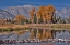 Picture of TETON AUTUMN