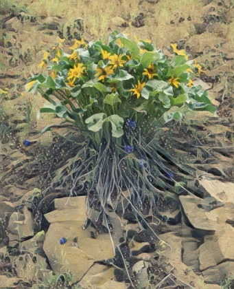 Picture of DESERT BOUQUET