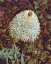 Picture of GEMSTONE BEAR GRASS