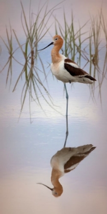 Picture of AMERICAN AVOCET