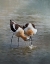 Picture of AMERICAN AVOCET II
