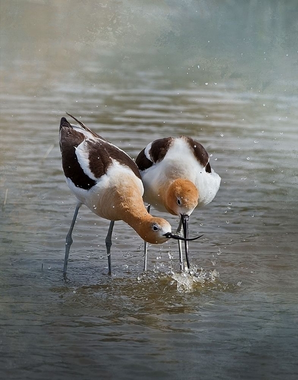 Picture of AMERICAN AVOCET II