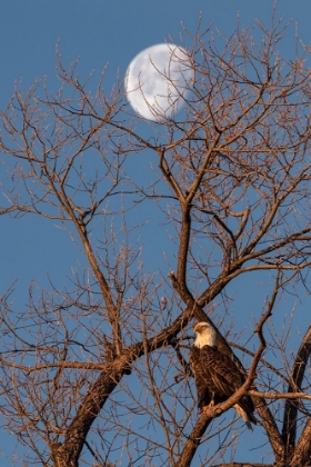 Picture of EAGLE MOON