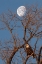 Picture of EAGLE MOON
