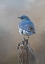 Picture of MOUNTAIN BLUEBIRD