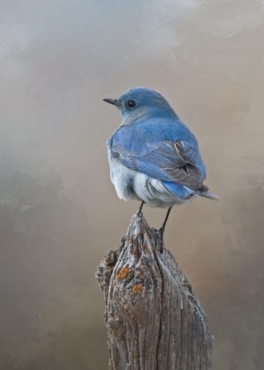 Picture of MOUNTAIN BLUEBIRD