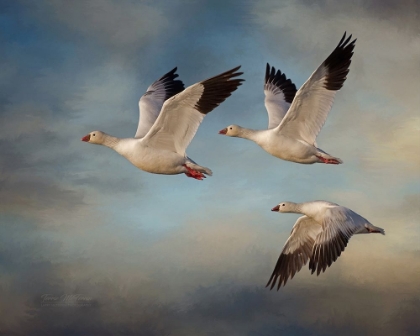 Picture of SNOW GEESE