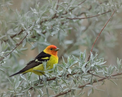 Picture of WESTERN TANEGER