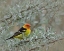 Picture of WESTERN TANEGER