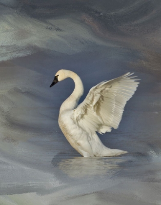 Picture of TUNDRA SWAN