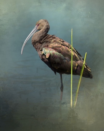 Picture of WHITE FACED IBIS