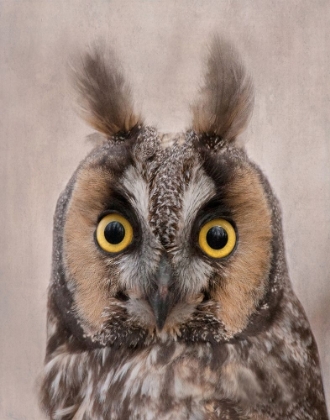 Picture of LONG-EARED OWL