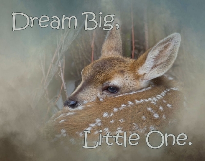 Picture of DREAM BIG DEAR