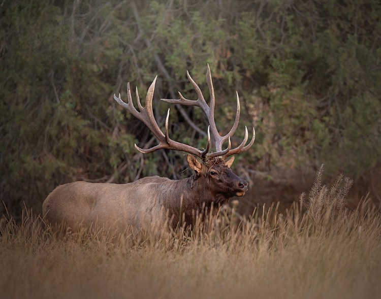 Picture of BULL ELK