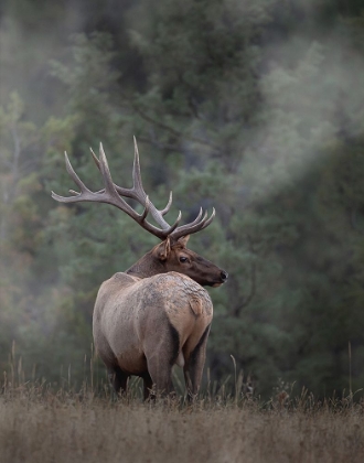 Picture of BULL ELK II