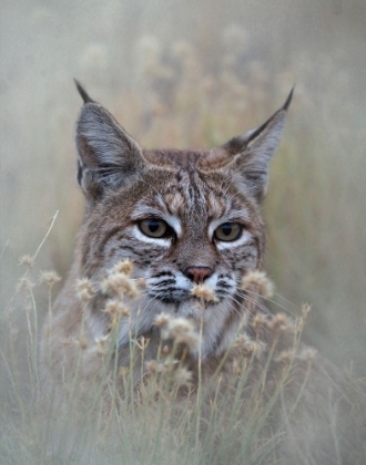 Picture of BOBCAT