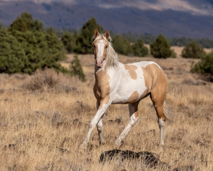 Picture of CURIOUS COLT