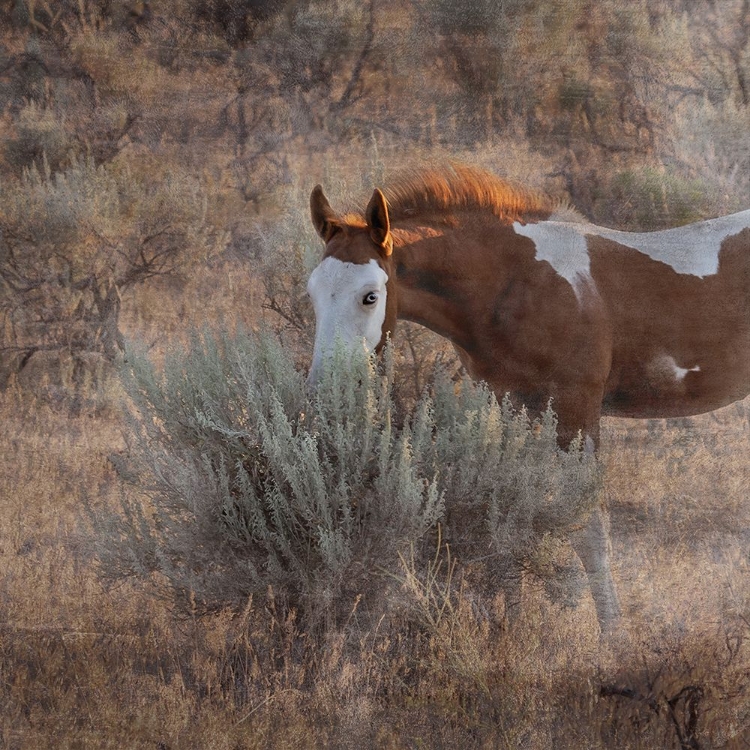 Picture of SKYE HAWK