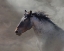 Picture of BACK COUNTRY ROAN