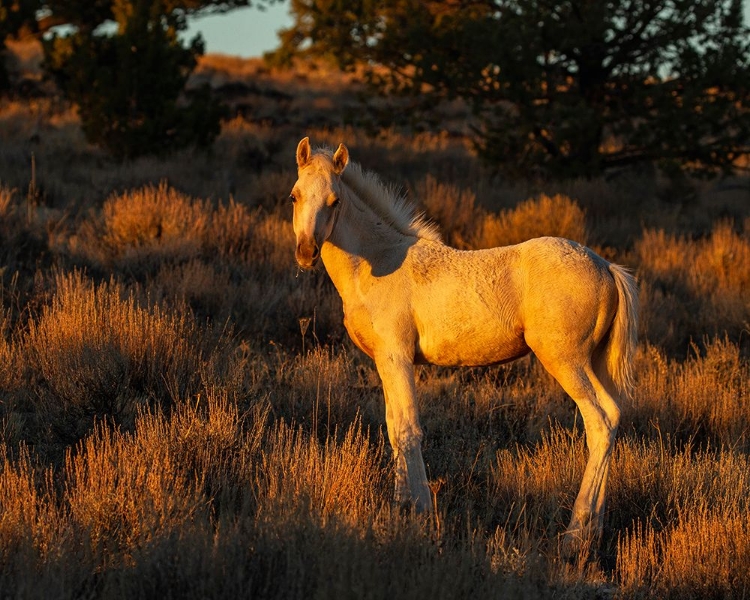 Picture of PUEBLOS COLT